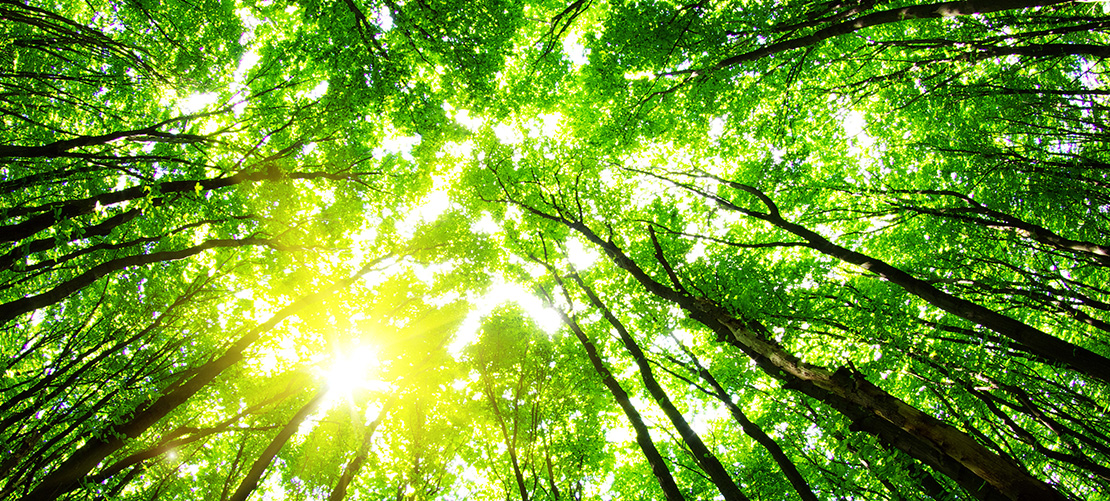A fine balance – regulators weigh up the extent of permissible collaborations between competitors to achieve sustainability objectives A fine balance – regulators weigh up the extent of permissible collaborations between competitors to achieve sustainability objectives